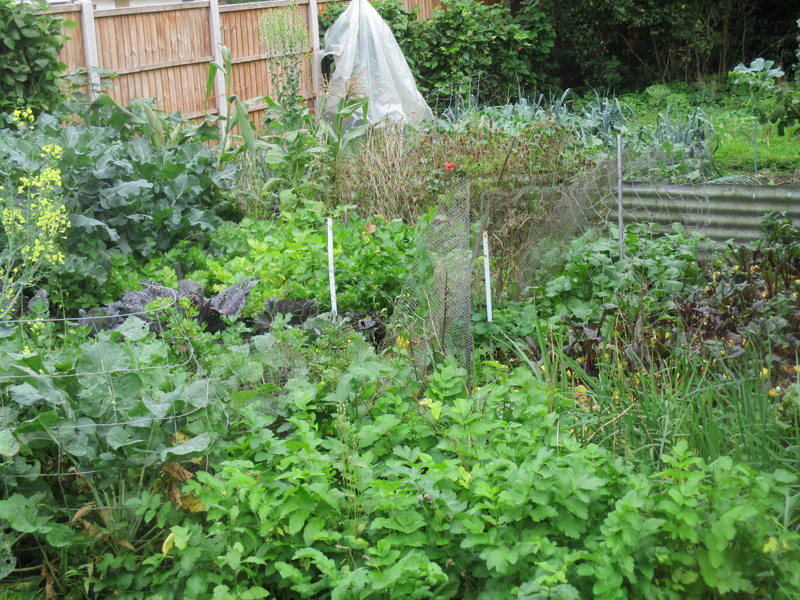 veg patch - 2